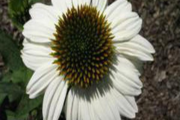 Echinacea purpurea \x27PowWow White\x27 Echinacea purpurea \x27PowWow White\x27