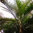 裂柄椰屬 裂柄椰屬