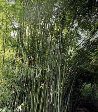 佯黃竹 佯黃竹