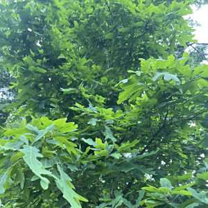 美國白櫟