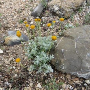 Thymophylla setifolia