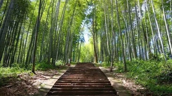 貴州赤水竹海國家森林公園