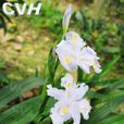 蘭花草(鴨跖草) 蘭花草(鴨跖草)