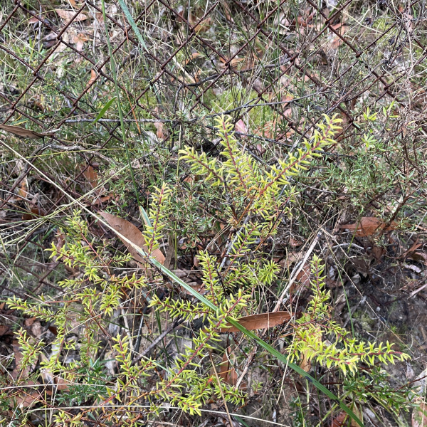 Persoonia hirsuta