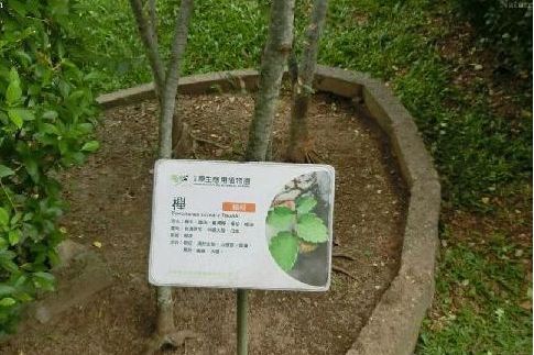 櫸樹SY 櫸樹SY