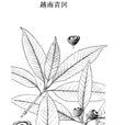 越南青岡 越南青岡