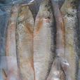 白鱗魚 白鱗魚