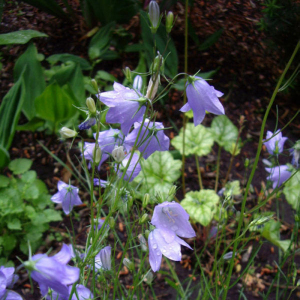 藍鐘花族 藍鐘花族