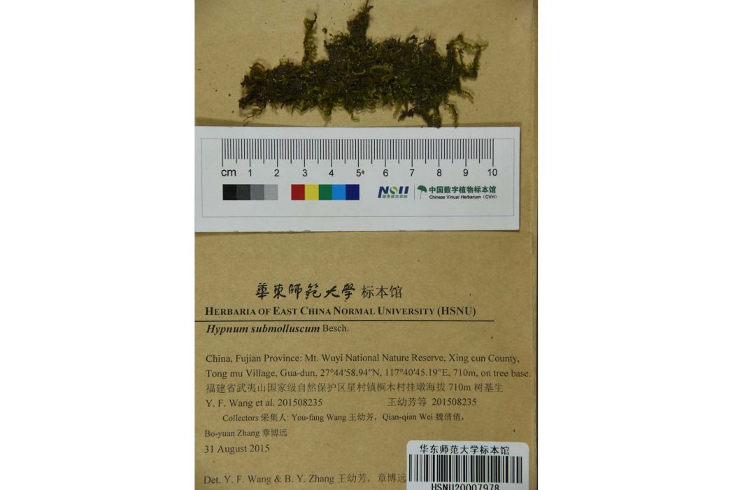擬梳灰蘚 擬梳灰蘚