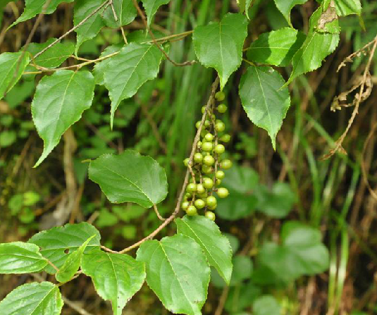 小通草葉