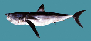 長臂鯖鯊