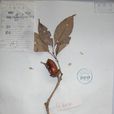 白枝青岡 白枝青岡