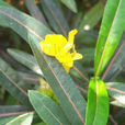 黃花假杜鵑 黃花假杜鵑