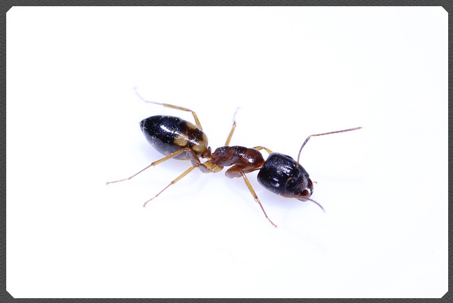 黃斑弓背蟻