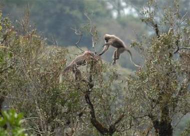 坦尚尼亞發現的沼澤猴