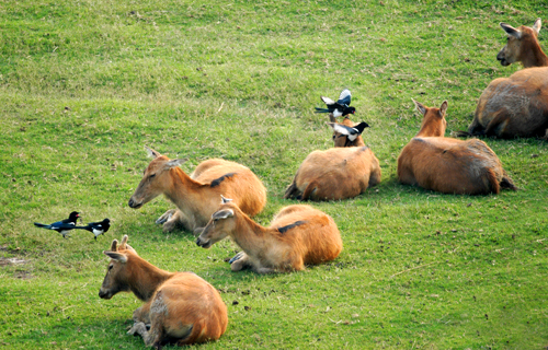 江蘇大豐麋鹿自然保護區