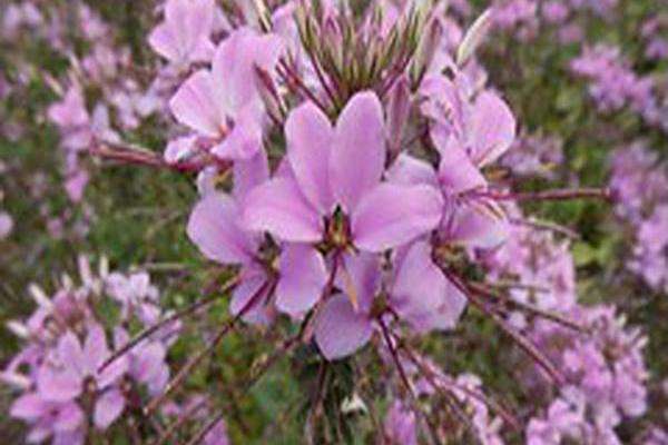 Cleome \x27Inncleosr\x27 SENORITA ROSALITA