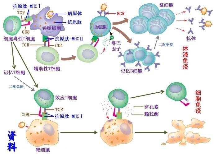 效應T細胞