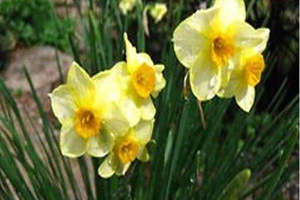 Narcissus \x27Martinette\x27