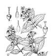 尾萼山梅花 尾萼山梅花