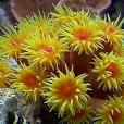 太陽花珊瑚