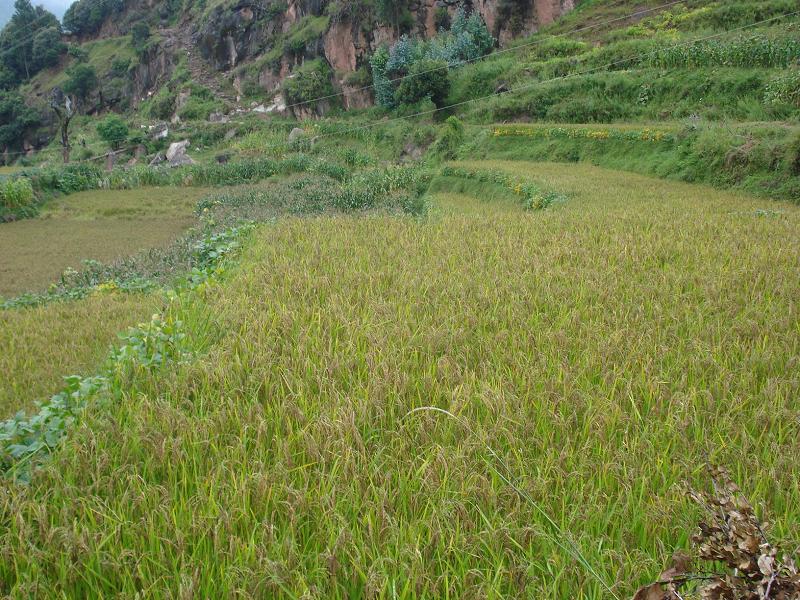 皮牛村水稻