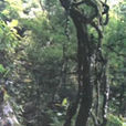 樂土雨林自然保護區