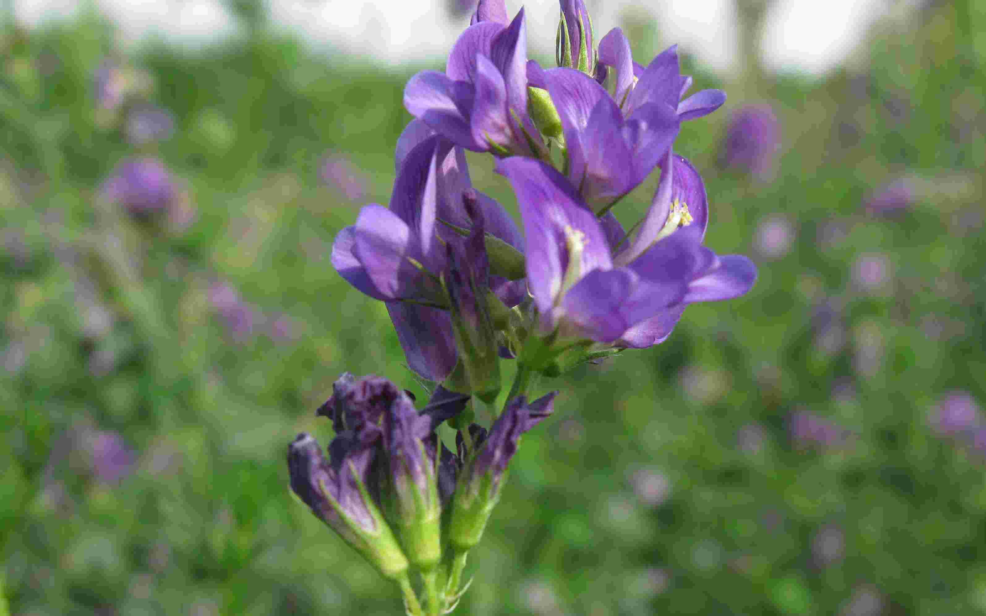 紫苜蓿(苜蓿花)
