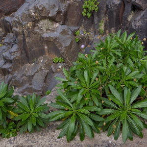 Cheirolophus burchardii