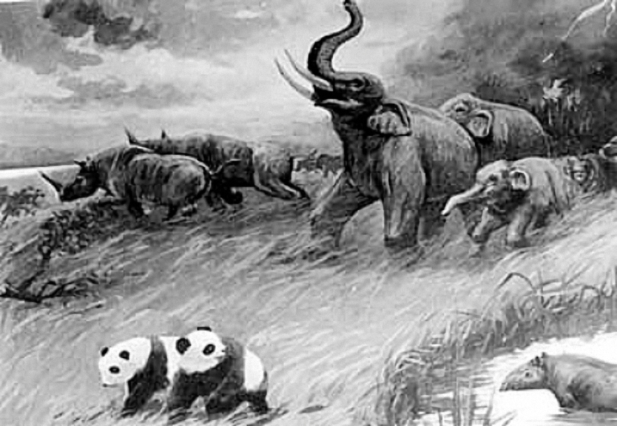 大熊貓—劍齒象動物群