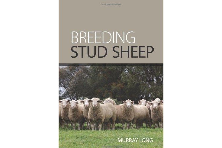 Breeding Stud Sheep Breeding Stud Sheep
