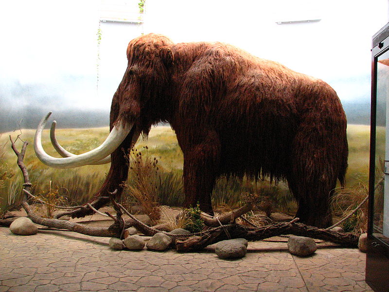 猛獁象，因冰河期末期的氣候變化而滅絕。