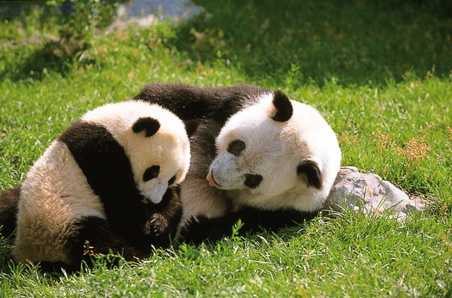 保護區內的大熊貓
