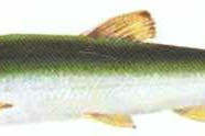 尖頭葉唇魚 尖頭葉唇魚