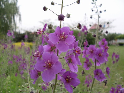 紫毛蕊花