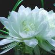 曇花屬 曇花屬