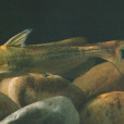 光澤黃顙魚