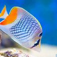 紅尾蝶魚 紅尾蝶魚