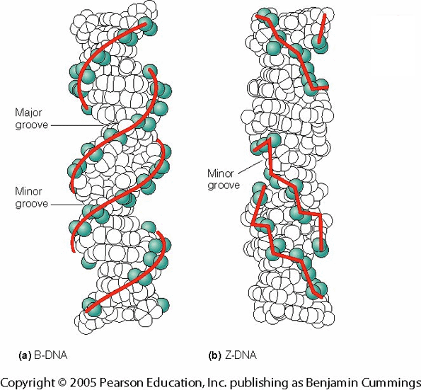 DNA