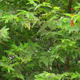 桂野桐 桂野桐