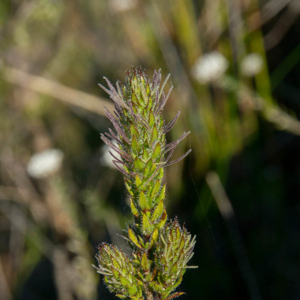 Anthospermum bergianum