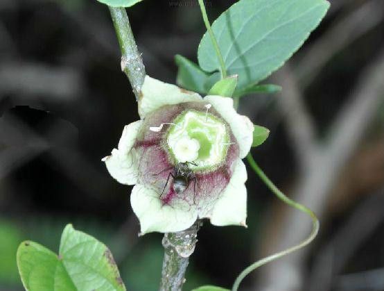 心葉黨參(桔梗科黨參屬植物) 心葉黨參(桔梗科黨參屬植物)