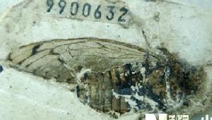 2005年9月26日出土的蟬化石