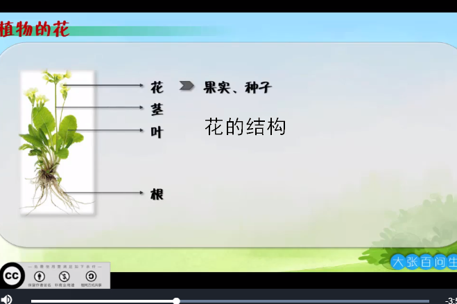 花的結構