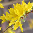黃花桿 黃花桿