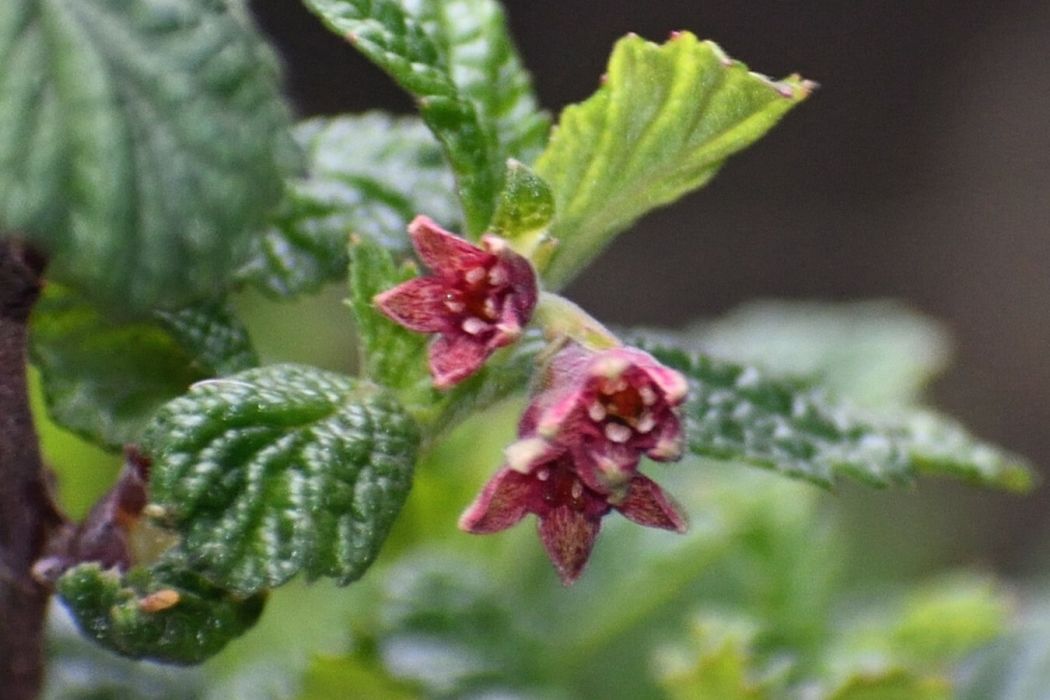 Ribes ovalifolium