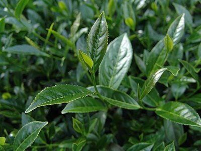 梅山烏龍茶茶樹