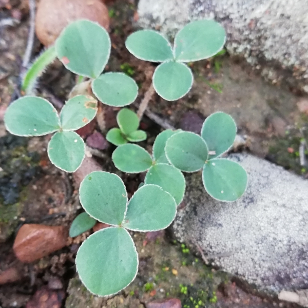 Pelargonium elandsmontanum