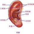 耳廓癬 耳廓癬