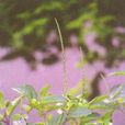 蛇尾草(禾本科蛇尾草屬植物) 蛇尾草(禾本科蛇尾草屬植物)